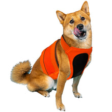 Load image into Gallery viewer, Dog wearing an orange hunting vest for dogs