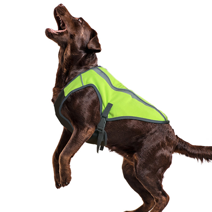 Dog wearing a green cooling vest
