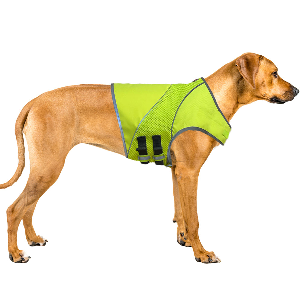 Dog wearing a green safety vest