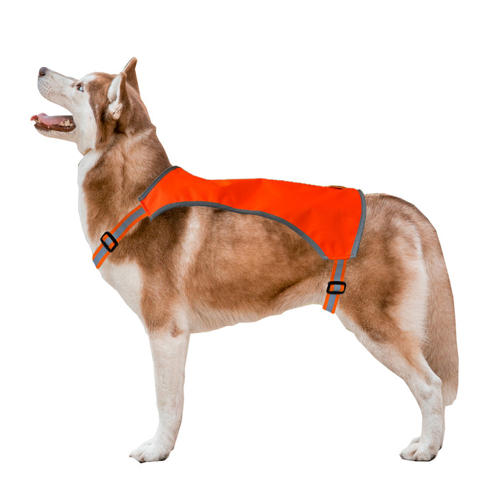 Dog wearing an orange safety vest