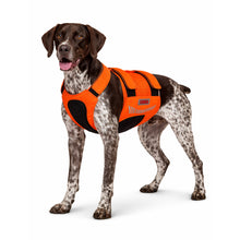 Load image into Gallery viewer, Dog wearing an orange hunting vest on a white background
