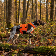 Load image into Gallery viewer, Dog wearing an orange vest in a forest setting
