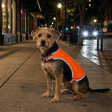 Load image into Gallery viewer, Dog wearing an orange reflective vest on a city sidewalk at night.
