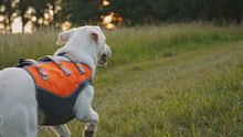 Load and play video in Gallery viewer, Video for an orange hunting vest for dogs. Two dogs are running through wilderness settings
