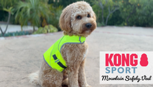 Load and play video in Gallery viewer, Product overview of a safety vest for dogs
