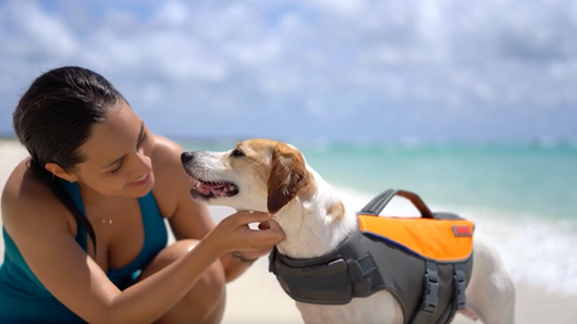 Video of a dog at a beach wearing a flotation vest
