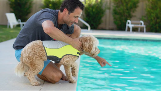 Video of a dog wearing a flotation vest swimming in a pool